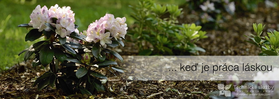 banner_rododendron.jpg